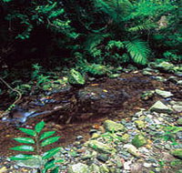 Wompoo Walk - Accommodation ACT