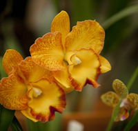 Queens Park - Orchid House - Accommodation ACT