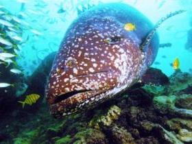 Lady Musgrave Island Dive Sites - Accommodation ACT 0