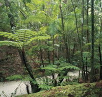 Fraser Island Great Walk - Accommodation ACT