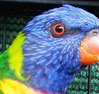 Fraser Coast Wildlife Sanctuary - Accommodation ACT