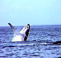 Whale Watching - Accommodation ACT