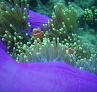 The Lady Bowen Dive Site - Accommodation ACT