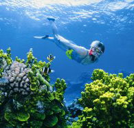 Wheeler Reef Dive Site - Accommodation ACT