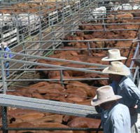 Dalrymple Sales Yards - Cattle Sales - Accommodation ACT