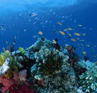 Cherubs Cave Dive Site - Accommodation ACT