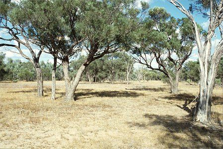 Forest Den National Park - Accommodation ACT 0