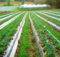 Kookaberry Strawberry Farm - Accommodation ACT