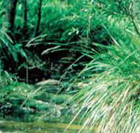 Lerderderg State Park - Accommodation ACT