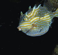 Mushroom Reef Marine Sanctuary - Accommodation ACT