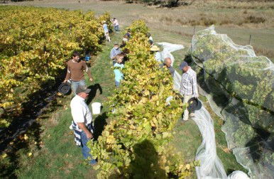 Blakes Estate Winery - Accommodation ACT 0