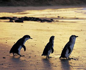 Phillip Island Nature Park - Accommodation ACT 0