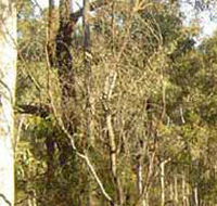 Warby-Ovens National Park - Accommodation ACT