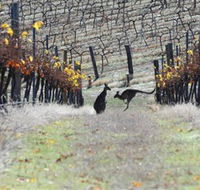Blue Pyrenees Estate - Accommodation ACT