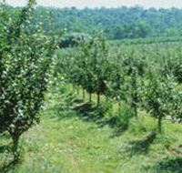 Pettys Orchard - Accommodation ACT