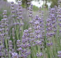 Warratina Lavender Farm - Accommodation ACT
