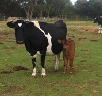 Animal Land Children's Farm - Accommodation ACT