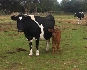 Animal Land Children's Farm - Accommodation ACT 0