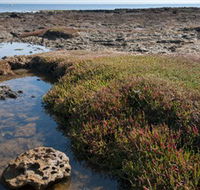 Ricketts Point Marine Sanctuary - Accommodation ACT