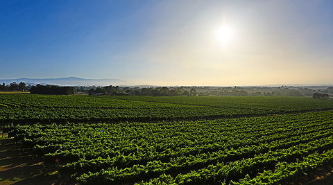 GREENSTONE VINEYARDS - Accommodation ACT 0