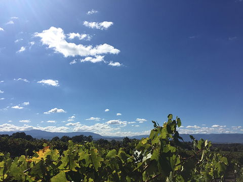 GREENSTONE VINEYARDS - Accommodation ACT 5