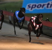 Dapto Dogs - Accommodation ACT