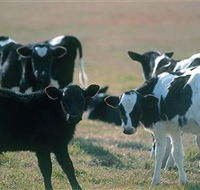 Bodalla Dairy Cheese Factory - Accommodation ACT