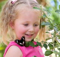 Coffs Harbour Butterfly House - Accommodation ACT