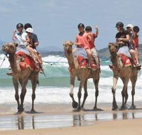Camel Rides with Coffs Coast Camels - Accommodation ACT