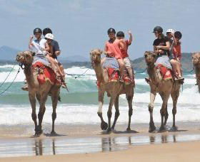 Camel Rides With Coffs Coast Camels - Accommodation ACT 0
