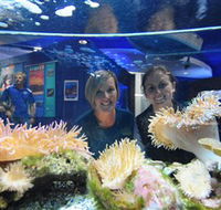 Solitary Islands Aquarium - Accommodation ACT