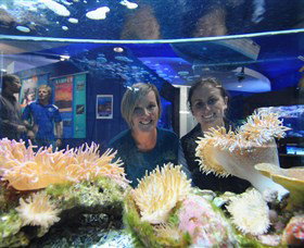 Solitary Islands Aquarium - Accommodation ACT 0