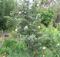 Tombstone Estate Vineyard - Accommodation ACT