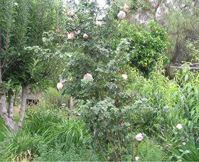 Tombstone Estate Vineyard - Accommodation ACT 0