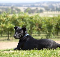 Moothi Estate Vineyard and Cellar Door - Accommodation ACT