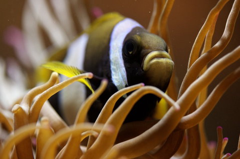 Solitary Islands Aquarium - Accommodation ACT 1