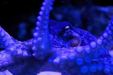 Solitary Islands Aquarium - Accommodation ACT 2