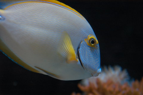 Solitary Islands Aquarium - Accommodation ACT 3