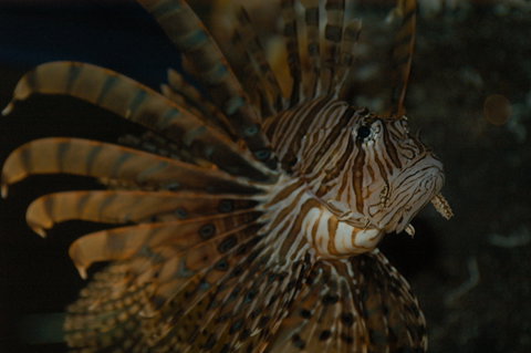 Solitary Islands Aquarium - Accommodation ACT 4
