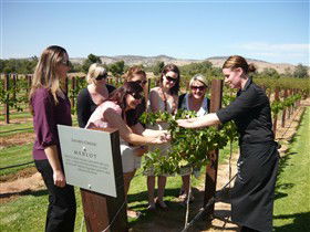 Jacob's Creek Vineyard Tour - Accommodation ACT 2