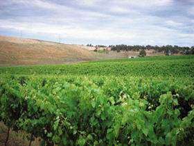 Uleybury Wines - Accommodation ACT 2