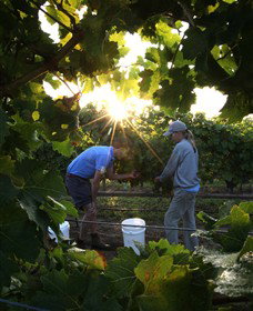 Oakdene Vineyards Restaurant And Cellar Door - Accommodation ACT 0