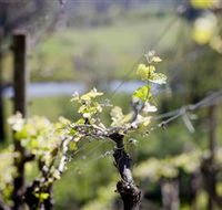 Stonier Wines - Accommodation ACT