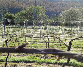 Three Willows Vineyard - Accommodation ACT 0