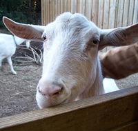 Drysdale Cheeses - Accommodation ACT