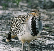 Yongergnow Australian Malleefowl Centre - Accommodation ACT