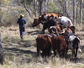 Gleneden Organic Farm And The Gleneden Bullock Team - Accommodation ACT 1