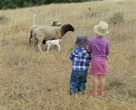 Gleneden Organic Farm And The Gleneden Bullock Team - Accommodation ACT 3