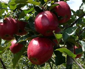 Wilgro Orchards - Accommodation ACT 3