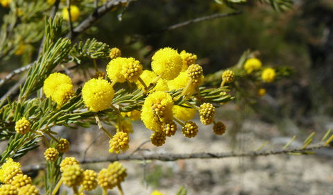 Torrington State Conservation Area - Accommodation ACT 3